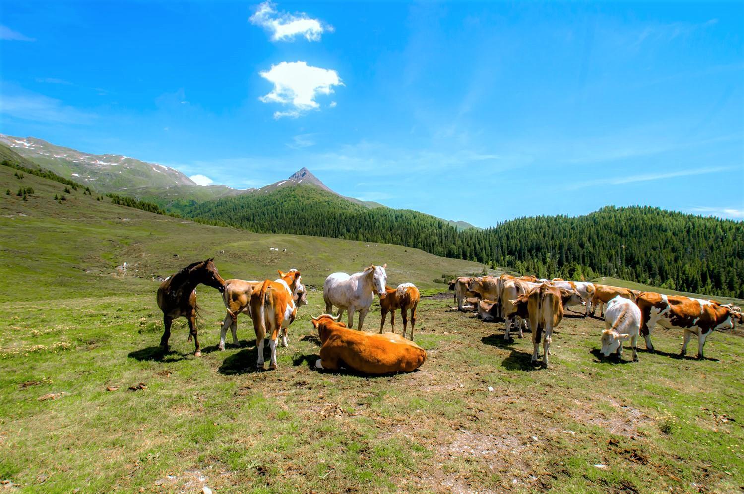 Отель Brenta Dolomites Васон Экстерьер фото